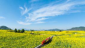 CHINA-YUNNAN-LUOPING COUNTY-COLE FLOWER FIELD (CN)