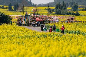 CHINA-YUNNAN-LUOPING COUNTY-COLE FLOWER FIELD (CN)