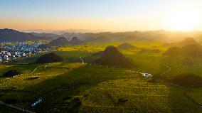 CHINA-YUNNAN-LUOPING COUNTY-COLE FLOWER FIELD (CN)