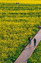 CHINA-YUNNAN-LUOPING COUNTY-COLE FLOWER FIELD (CN)