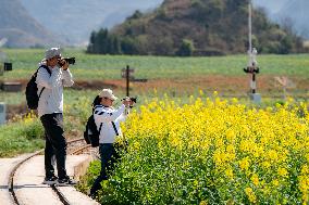CHINA-YUNNAN-LUOPING COUNTY-COLE FLOWER FIELD (CN)