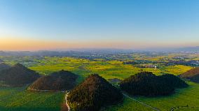 CHINA-YUNNAN-LUOPING COUNTY-COLE FLOWER FIELD (CN)