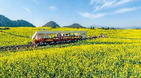 CHINA-YUNNAN-LUOPING COUNTY-COLE FLOWER FIELD (CN)
