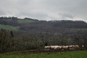 Charolais Cows In The Morvan Region of France