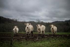 Charolais Cows In The Morvan Region of France