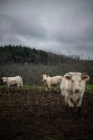 Charolais Cows In The Morvan Region of France