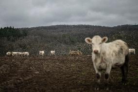 Charolais Cows In The Morvan Region of France