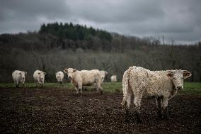 Charolais Cows In The Morvan Region of France