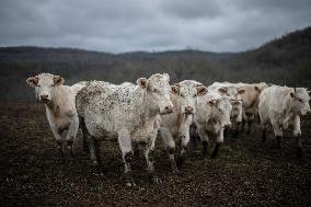 Charolais Cows In The Morvan Region of France