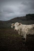 Charolais Cows In The Morvan Region of France