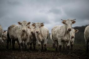 Charolais Cows In The Morvan Region of France