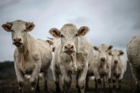 Charolais Cows In The Morvan Region of France