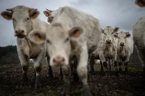 Charolais Cows In The Morvan Region of France