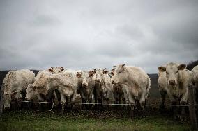 Charolais Cows In The Morvan Region of France