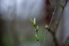 Lilac Buds In Winter - France