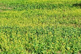 Rapeseed Flowers in Full Bloom in Nanning