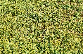 Rapeseed Flowers in Full Bloom in Nanning