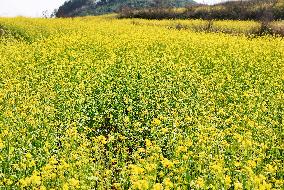Rapeseed Flowers in Full Bloom in Nanning
