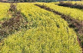 Rapeseed Flowers in Full Bloom in Nanning