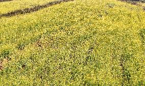 Rapeseed Flowers in Full Bloom in Nanning