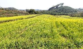 Rapeseed Flowers in Full Bloom in Nanning