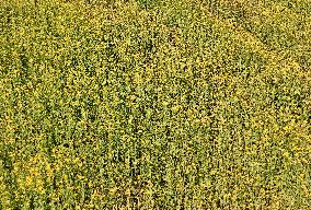 Rapeseed Flowers in Full Bloom in Nanning