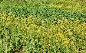 Rapeseed Flowers in Full Bloom in Nanning
