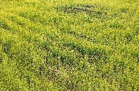 Rapeseed Flowers in Full Bloom in Nanning
