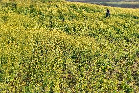 Rapeseed Flowers in Full Bloom in Nanning
