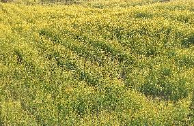 Rapeseed Flowers in Full Bloom in Nanning