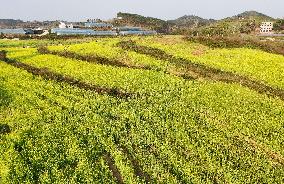 Rapeseed Flowers in Full Bloom in Nanning