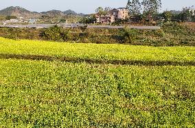 Rapeseed Flowers in Full Bloom in Nanning