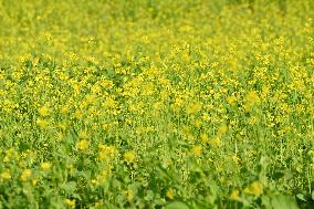 Rapeseed Flowers in Full Bloom in Nanning