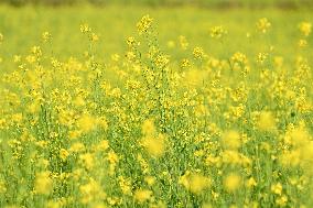 Rapeseed Flowers in Full Bloom in Nanning