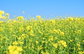 Rapeseed Flowers in Full Bloom in Nanning