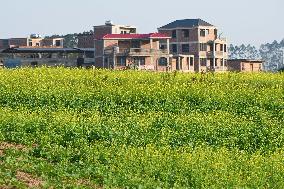 Rapeseed Flowers in Full Bloom in Nanning