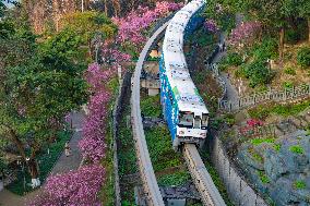 A Train Bound For Spring