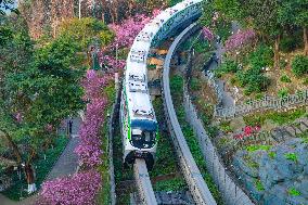 A Train Bound For Spring