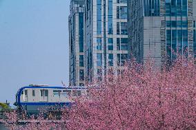 A Train Bound For Spring