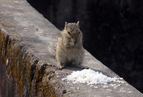 India Wildlife Squirrel