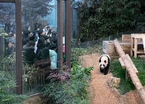 SOUTH KOREA-GIANT PANDA-FU BAO-RETURN PLAN