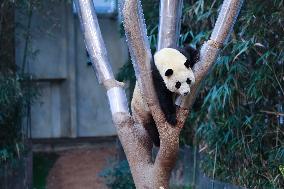 SOUTH KOREA-GIANT PANDA-FU BAO-RETURN PLAN