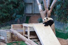 SOUTH KOREA-GIANT PANDA-FU BAO-RETURN PLAN