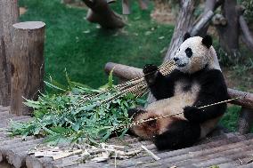 SOUTH KOREA-GIANT PANDA-FU BAO-RETURN PLAN