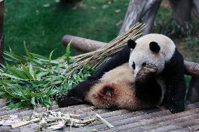 SOUTH KOREA-GIANT PANDA-FU BAO-RETURN PLAN