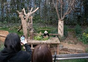 SOUTH KOREA-GIANT PANDA-FU BAO-RETURN PLAN