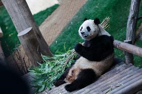 SOUTH KOREA-GIANT PANDA-FU BAO-RETURN PLAN