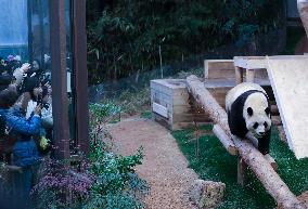 SOUTH KOREA-GIANT PANDA-FU BAO-RETURN PLAN