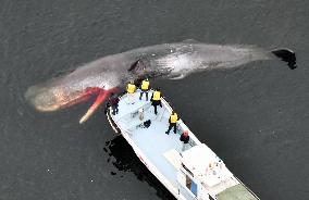 Dead whale in Osaka Bay