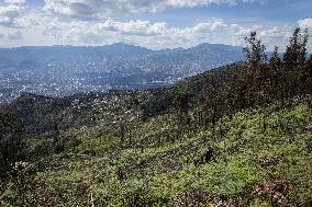 Medellin Community Gives Back to Earth After Wildfire